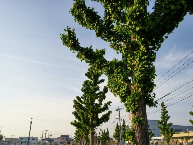 20160501174741221.jpg
