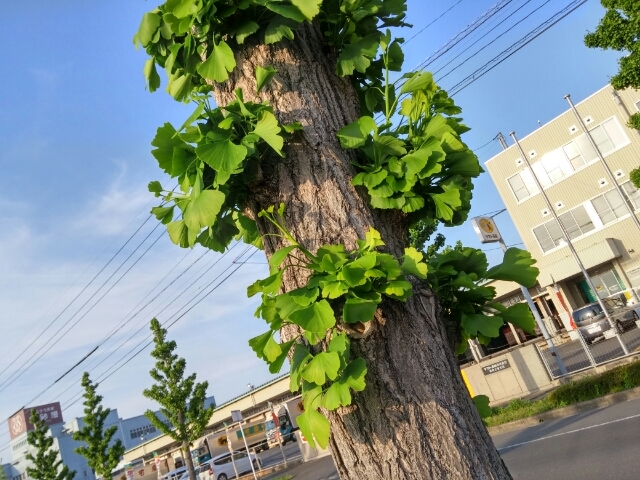 20160501174751062.jpg