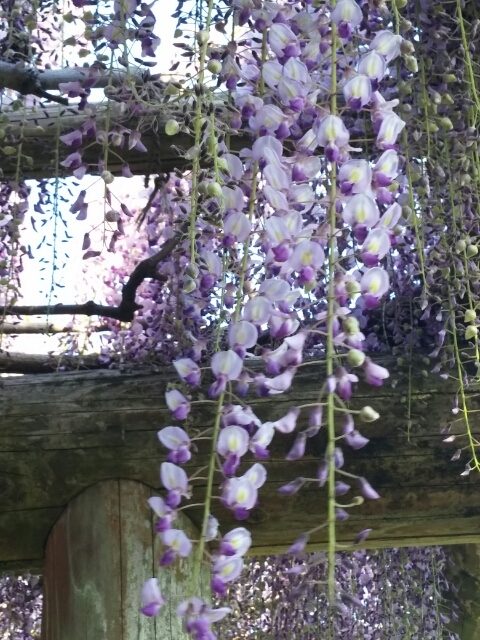 20170429173056486.jpg